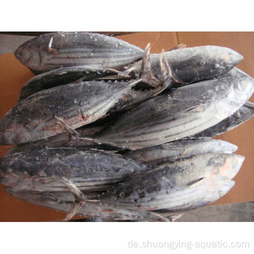 Gefrorener Rohstoff Ganzer Bonito -Fisch Skipjack Thunfisch